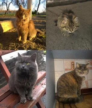 A few gray cats Stock Photos