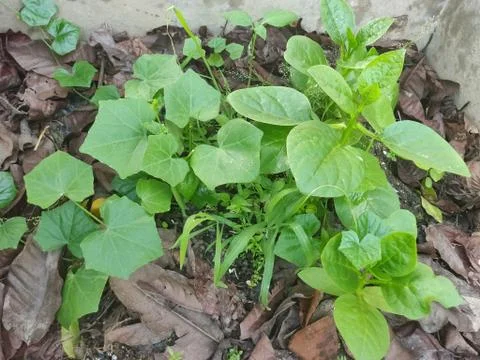 Few green colored small vegetable leaf planted in the middle of a wall on fre Stock Photos