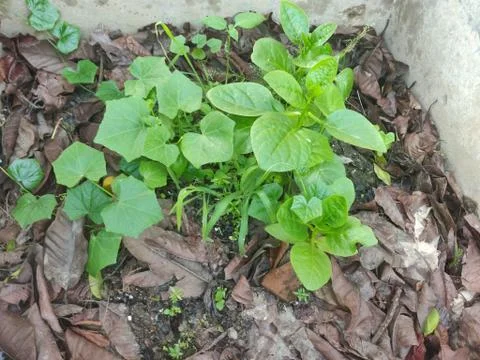 Few green colored vegetable leaf planted in the middle of a wall on fresh soi Stock Photos