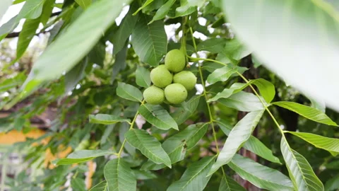 A few green walnuts growing on a tree branch. Long shot, real time, outdoor, sum Video stock 95644888