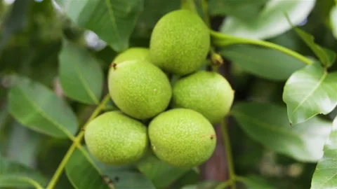 A few green walnuts growing on a tree branch. Fresh green nuts closeup, real tim Stock Footage 95644926