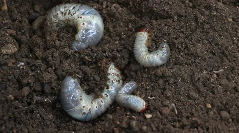 A few Grubs in soil 2 Stock Footage 32844138