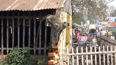 A few hanuman monkeys sitting on the rooftop in the city Stock Footage 70391753