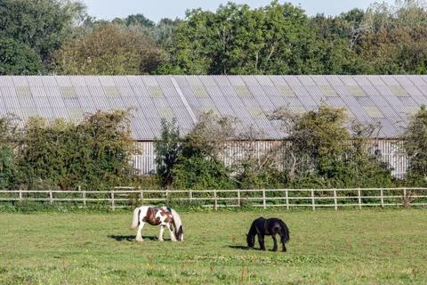 A Few Horses Glazing on a Field Stock Photos