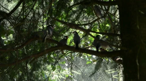 A Few Java Sparrows on a Fir Branch 库存影片 45814123