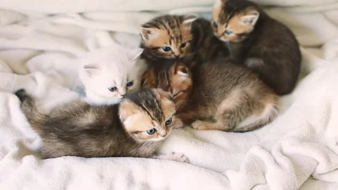 A few kittens on a blanket Stock Footage 156281261