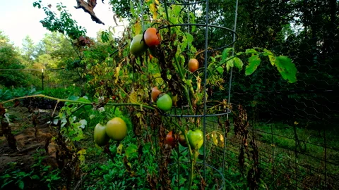 Few last Roma or plum tomatoes in variety of maturing states Video stock 331834756