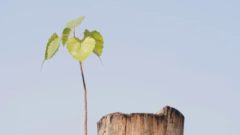 Few Leaves dancing in wind, Blue Sky, Slow Motion, 4K Stock Footage 82942456