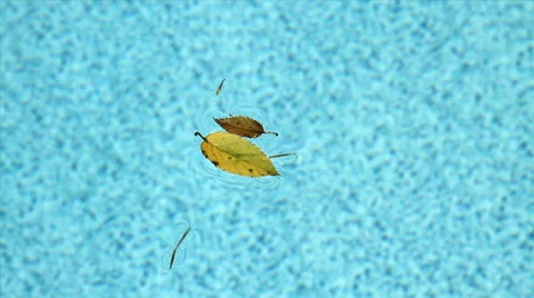 Few Leaves Floating Calmly Video stock 42008995