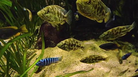 Few leopard cichlid fish  Stock Footage 273834586