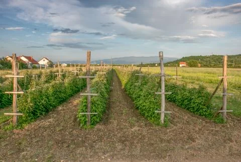 Few lines on raspberry farm Stock Photos