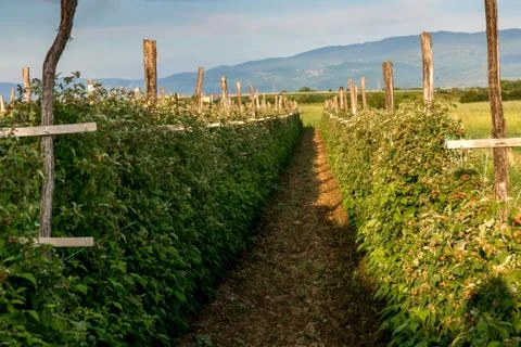 Few Lines on Raspberry Farm Stock Photos
