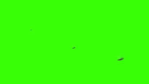Few Locusts on a Green Screen in Loop Stock Footage 82644201
