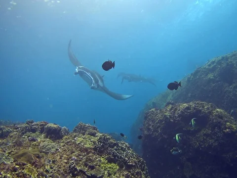 A few manta rays swimming close by. 스톡 동영상 74356362