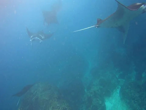 A few manta rays swimming close by. Stock Footage
