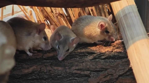 A few mice and one  mouse is grooming Video stock 296028215