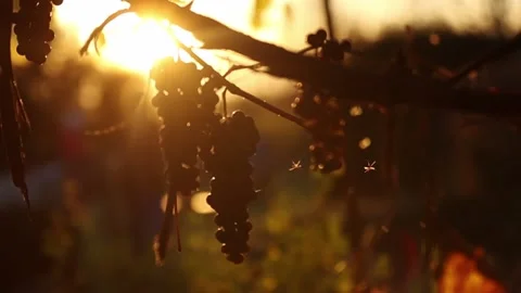 A few midges fly against the background of an orange sunset, slow motion. Stock Footage 231795430