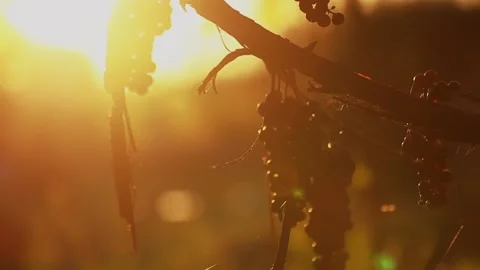A few midges fly against the background of an orange sunset, slow motion. Stock Footage 231795709