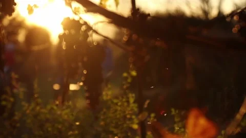 A few midges fly against the background of an orange sunset, slow motion. Stock Footage 231795932