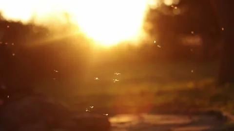 A few midges fly against the background of an orange sunset Stock Footage 231797700