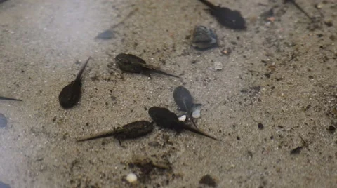 Few morphing frog tadpoles Stock Footage 63933381