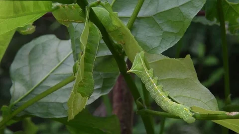 A few moth caterpillars devouring Stock Footage 82413369