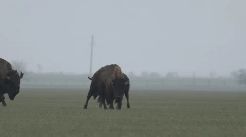 Few Moving Bison Grazing on the Field in a Light Mist Stock Footage 64225205