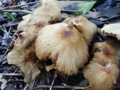 A few mushrooms on a leafy surface Stock Photos