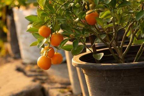 A few oranges hanging from a tree in a pot Stock Photos