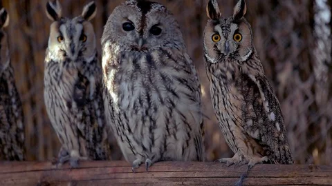 A few owls look straight into the camera. Stock Footage 100980550