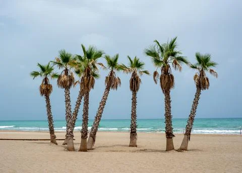 Few palm trees on a sandy beach against the backdrop of cloudy sky Stock Photos