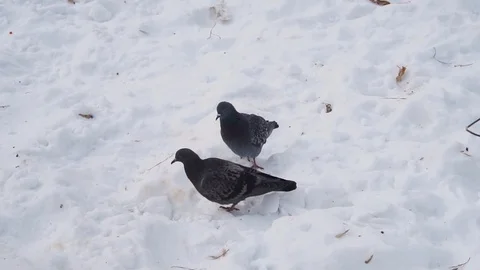 A few pigeons are walking in the snow. They often meet each other. Stock Footage 100034125