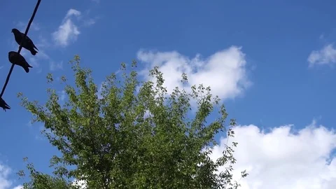 A few pigeons sitting on the wire Stock Footage 77264177