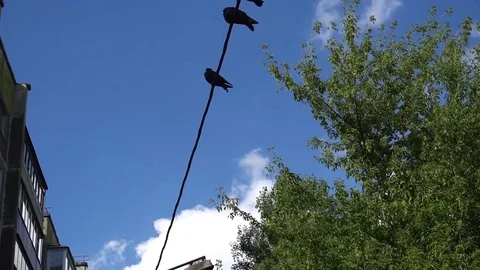 A few pigeons sitting on the wire Stock Footage 77264205