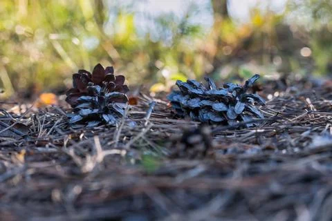 A few pine cones lying on the ground among the dry needles. Shallow focus. Stock Photos