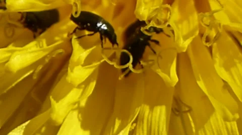 A few pollen beetles walking on a dandelion, British insects 6 of 14 Stock Footage 41338658
