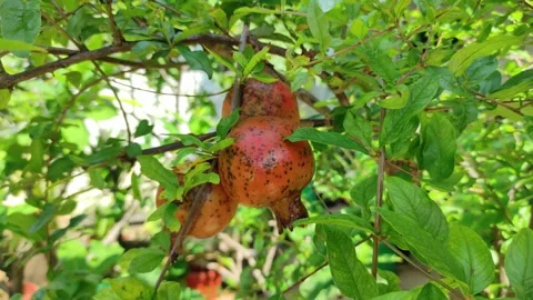 A few pomegranates on the tree Stock Footage 265036267
