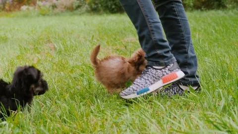 A few puppies fun running on the grass Stock Video Pond5