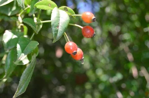A few red berries Stock Photos