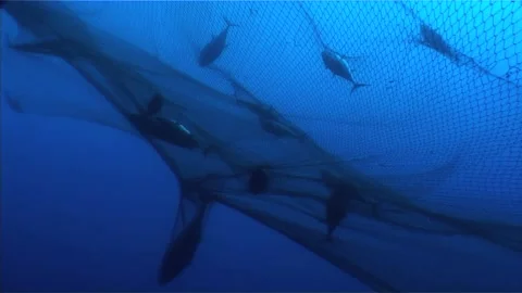 Few Red Tuna Found Dead in Purse Seines, Low Angle Shot Stock Footage 283444156
