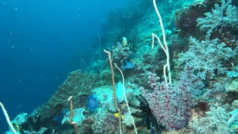 Few Of Redtooth Triggerfish (Odonus niger) Swimming Over The Reef Clip7989 Stock Footage 280453306