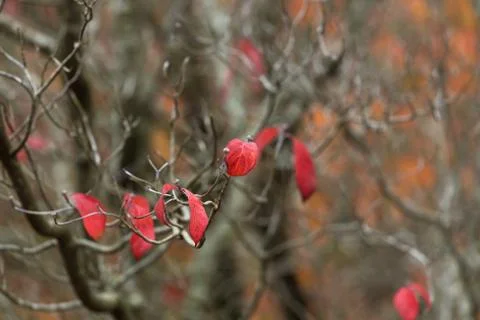 Few remaining red leafs on bare cherry tree Stock Photos