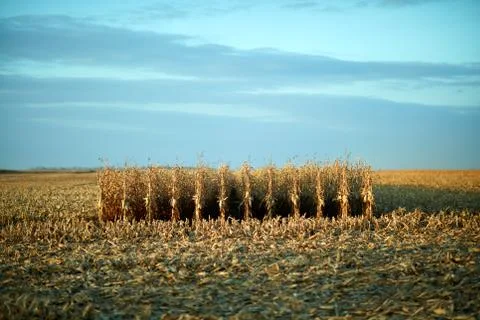 Few remaining rows of uncut maize in a field Stock Photos
