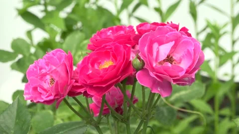 A few roses #43 Stock Footage 158417910