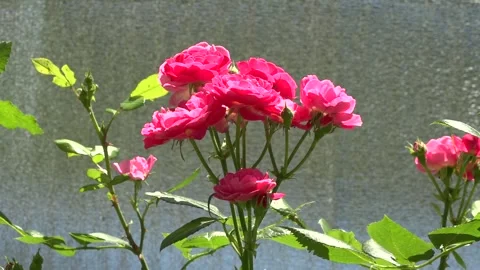 A few roses #61 Stock Footage 158417909