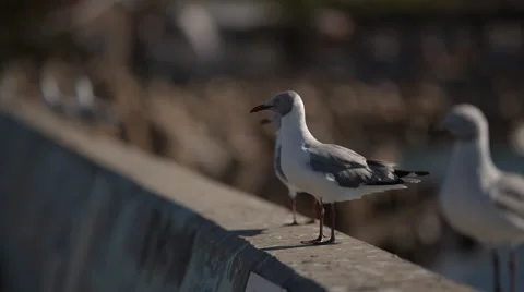 A few Seagulls sitting on a wall Stock Footage 54052979