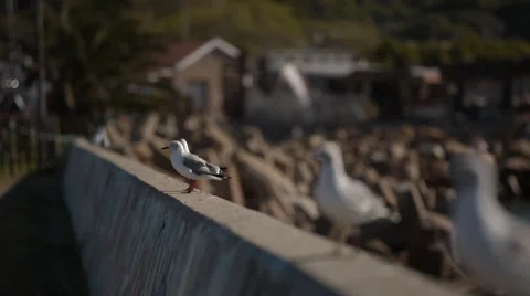 A few Seagulls sitting on a wall Stock Footage 54053392
