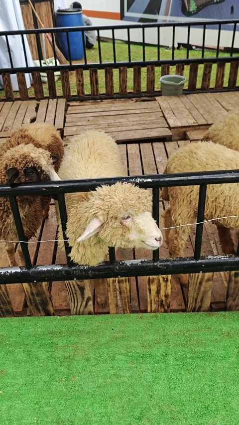 Few sheeps inside a cage Stock Footage 286919289