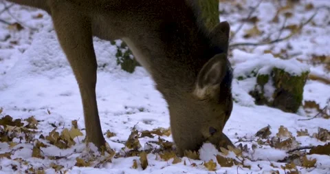 A few sika deer in snow Stock Footage 140633962