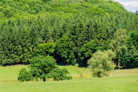 Few single trees in front of mixed forest Stock Photos